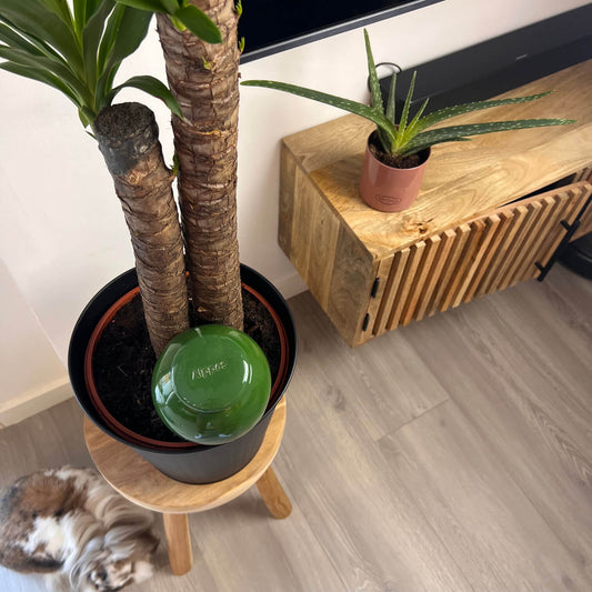 Oya à planter taille M vert de 800 mL