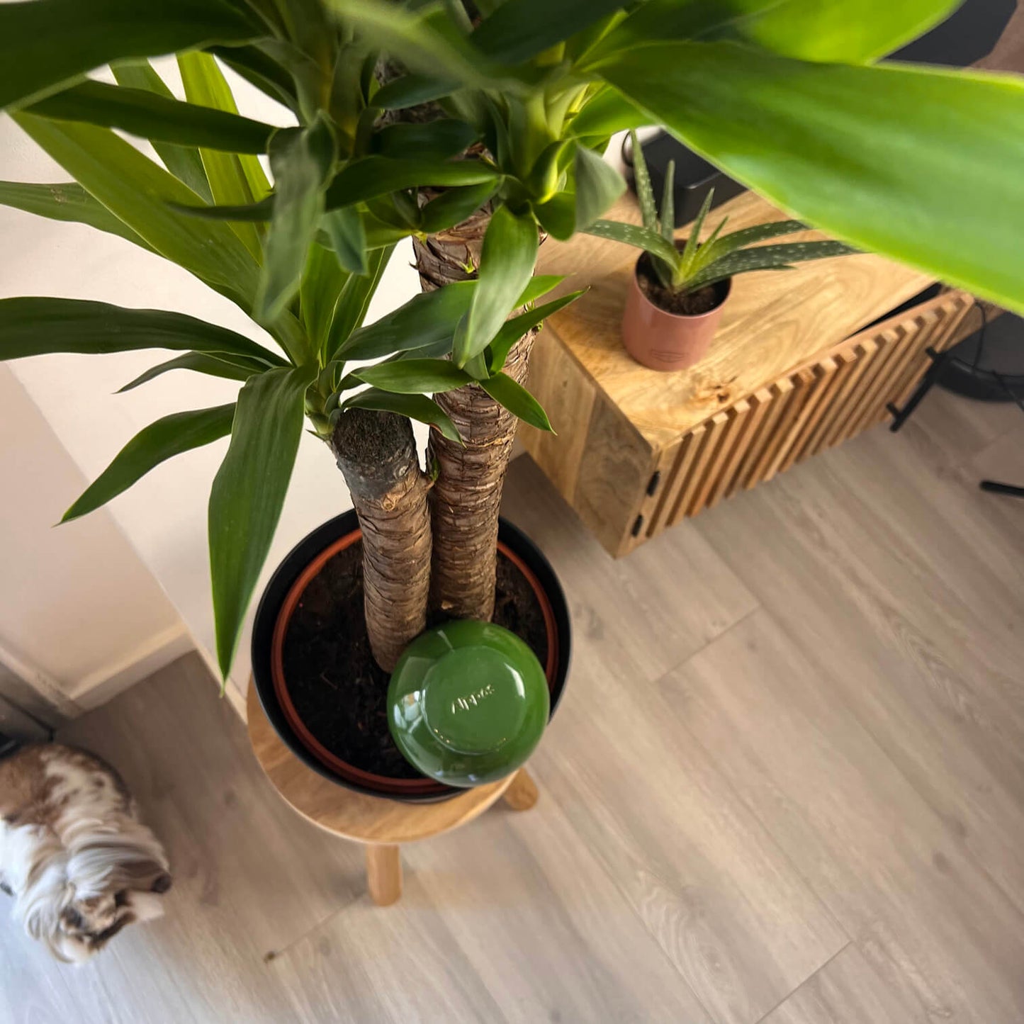 Oya à planter taille M vert de 800 mL