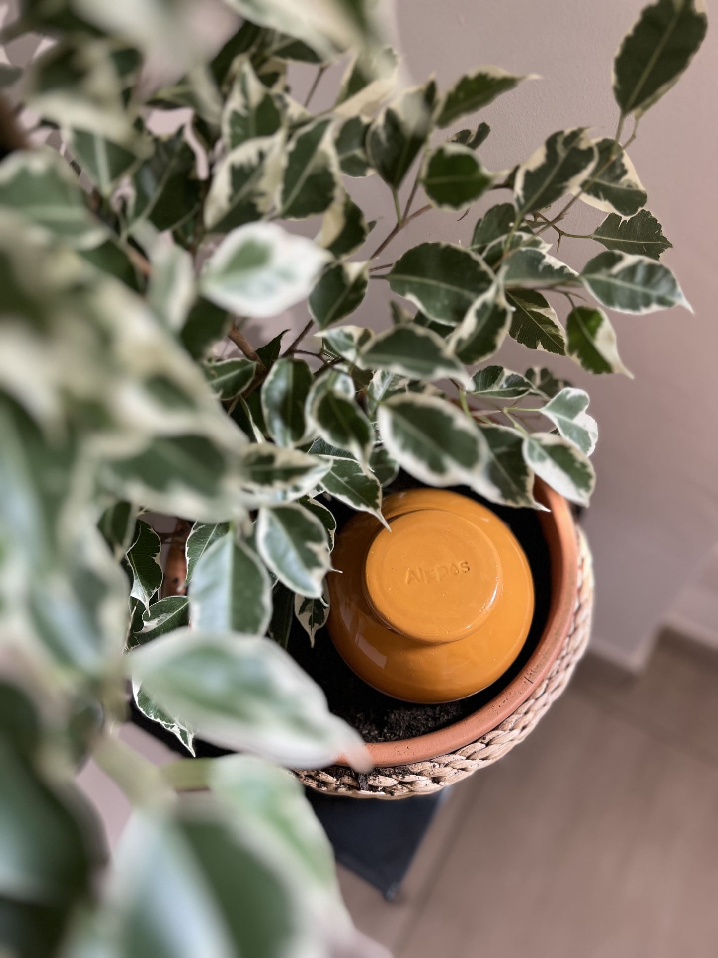 Oyas à planter taille M camel de 800 mL