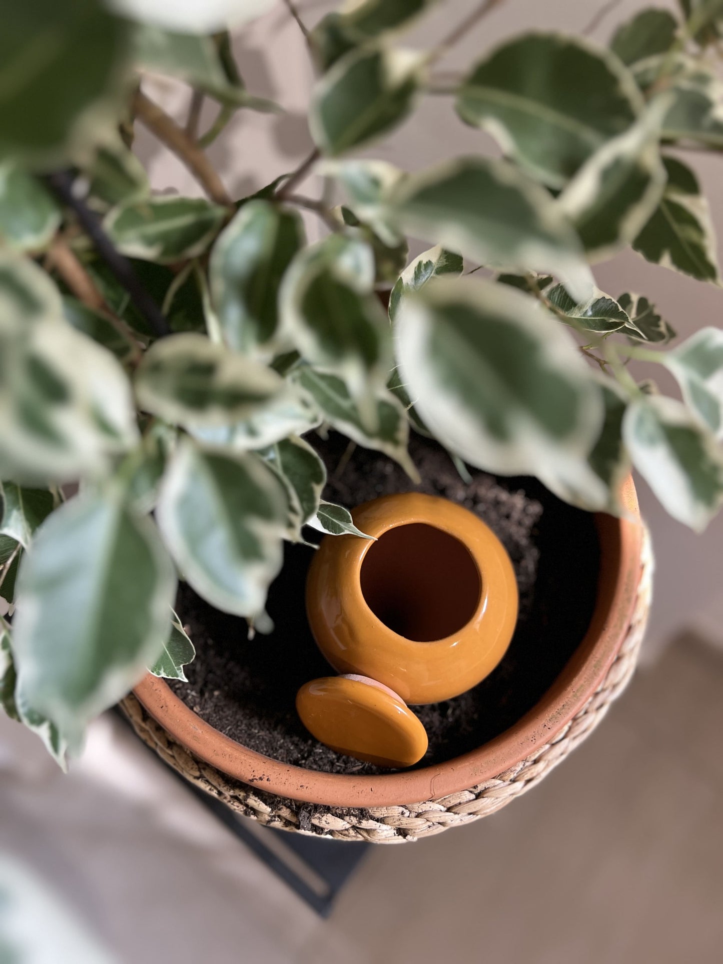 Oyas à planter taille S Camel de 300 ml