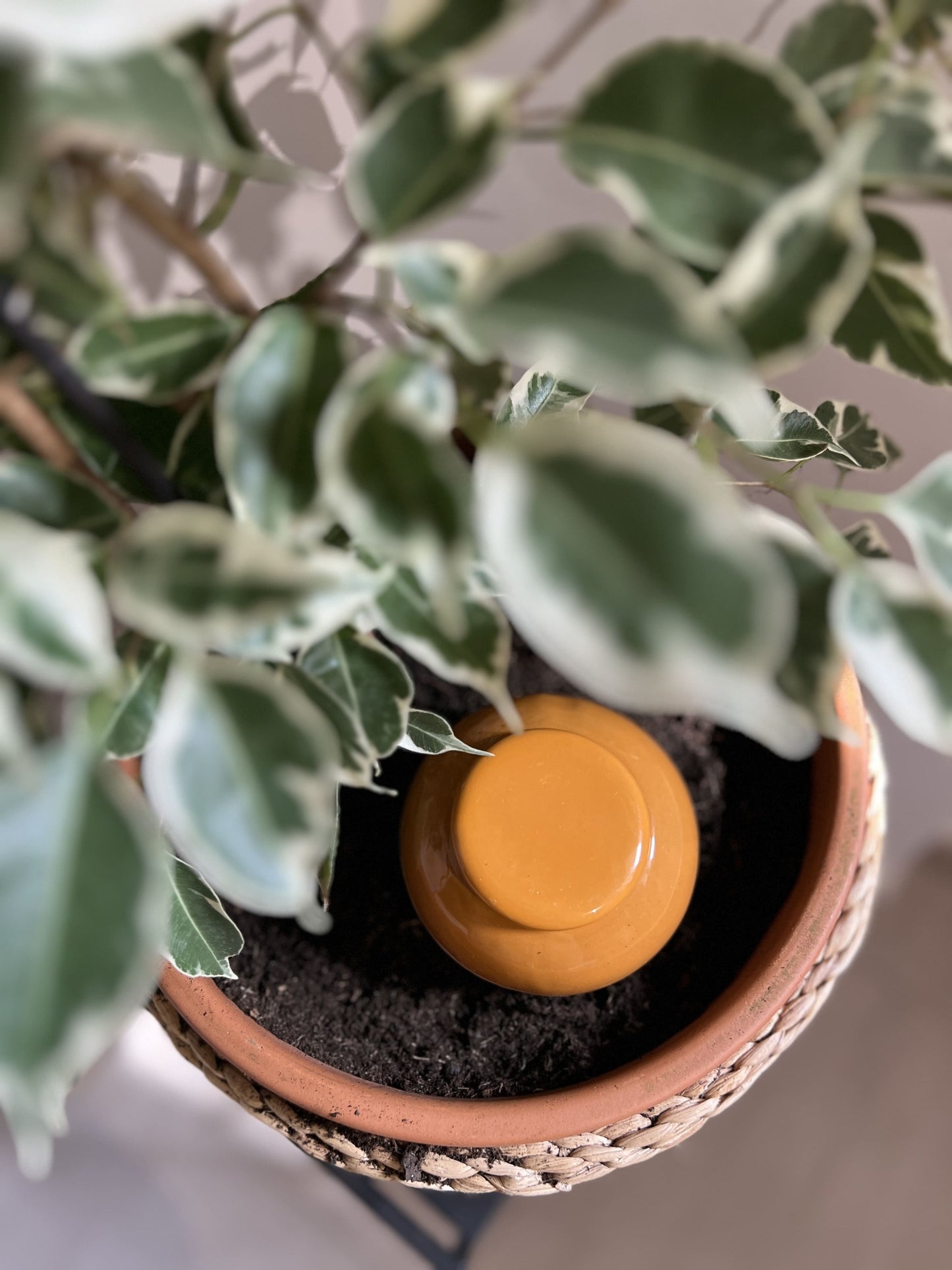 Oyas à planter taille S Camel de 300 ml