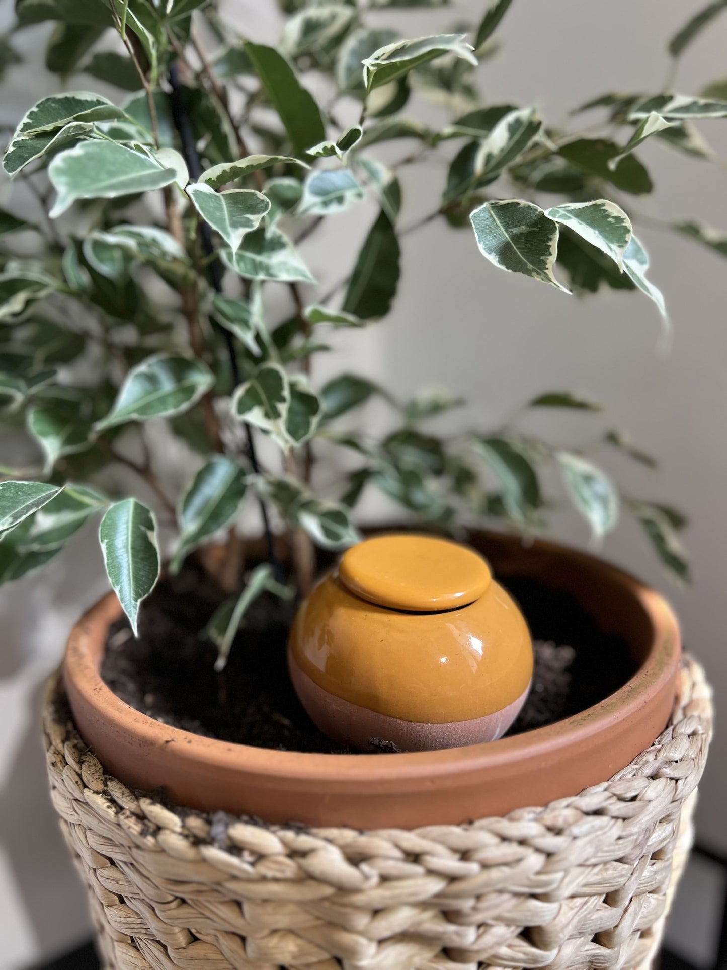 Oyas à planter taille S Camel de 300 ml