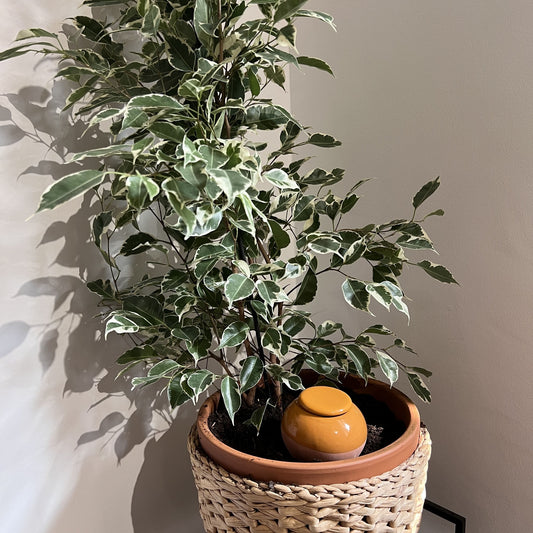 Oyas à planter taille S Camel de 300 ml