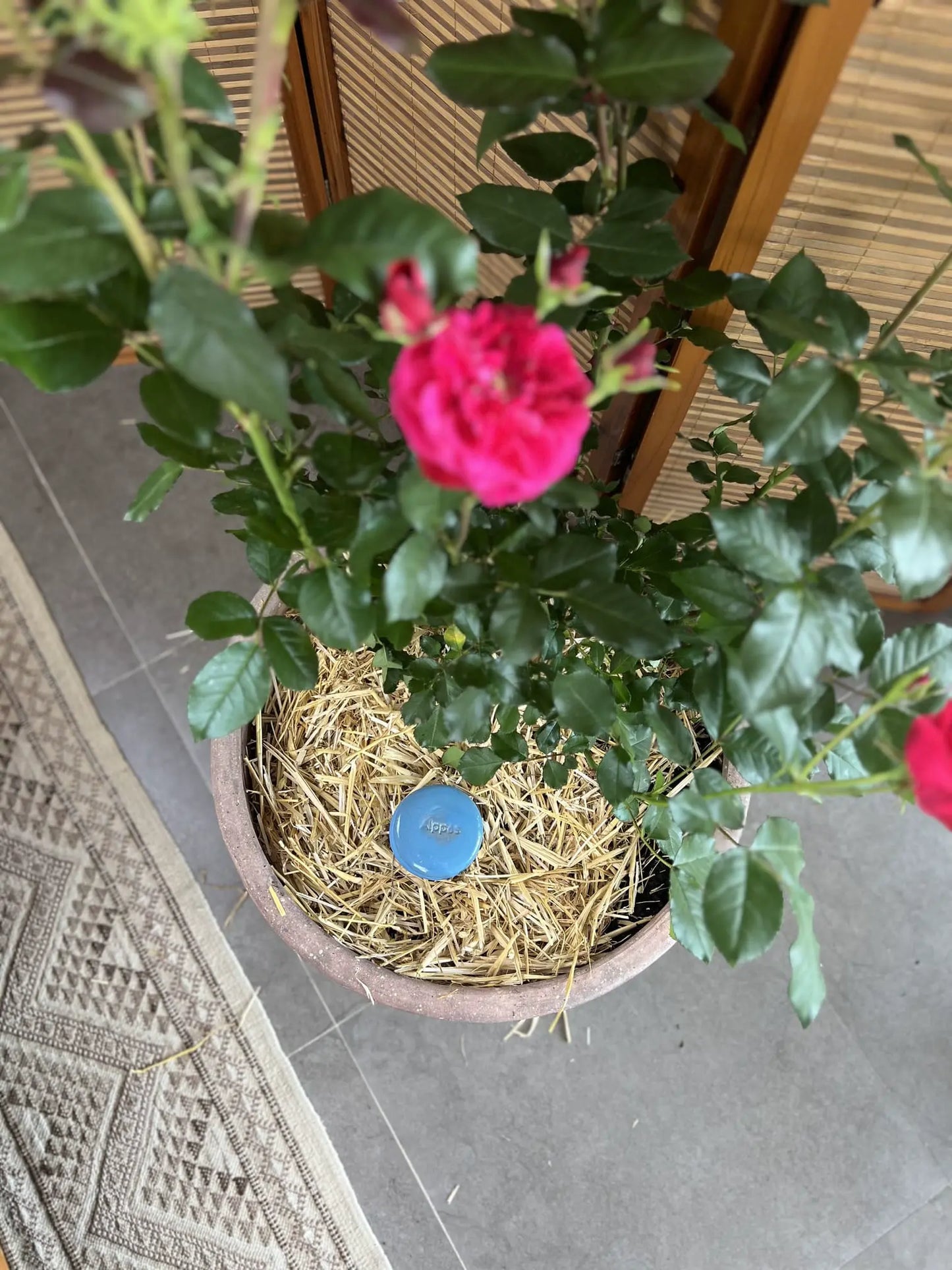 Oyas à enterrer taille M Bleu de 1 L