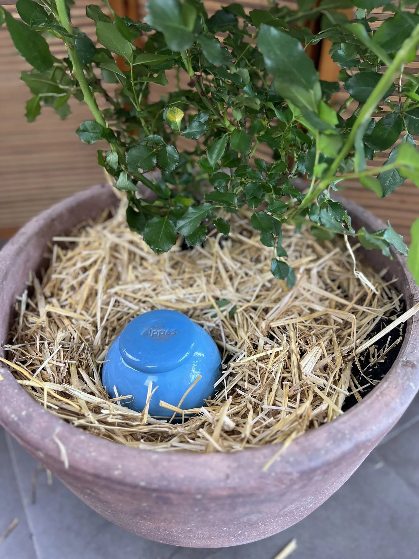 Oyas à planter taille M bleu de 800 mL