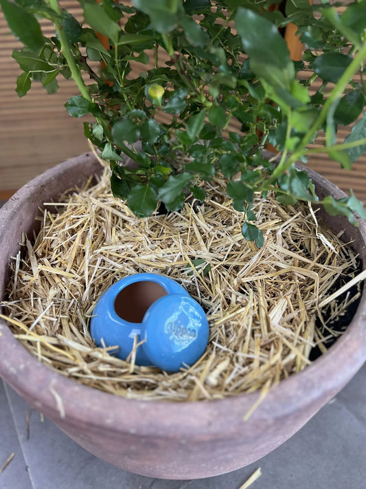 Oyas à planter taille M bleu de 800 mL