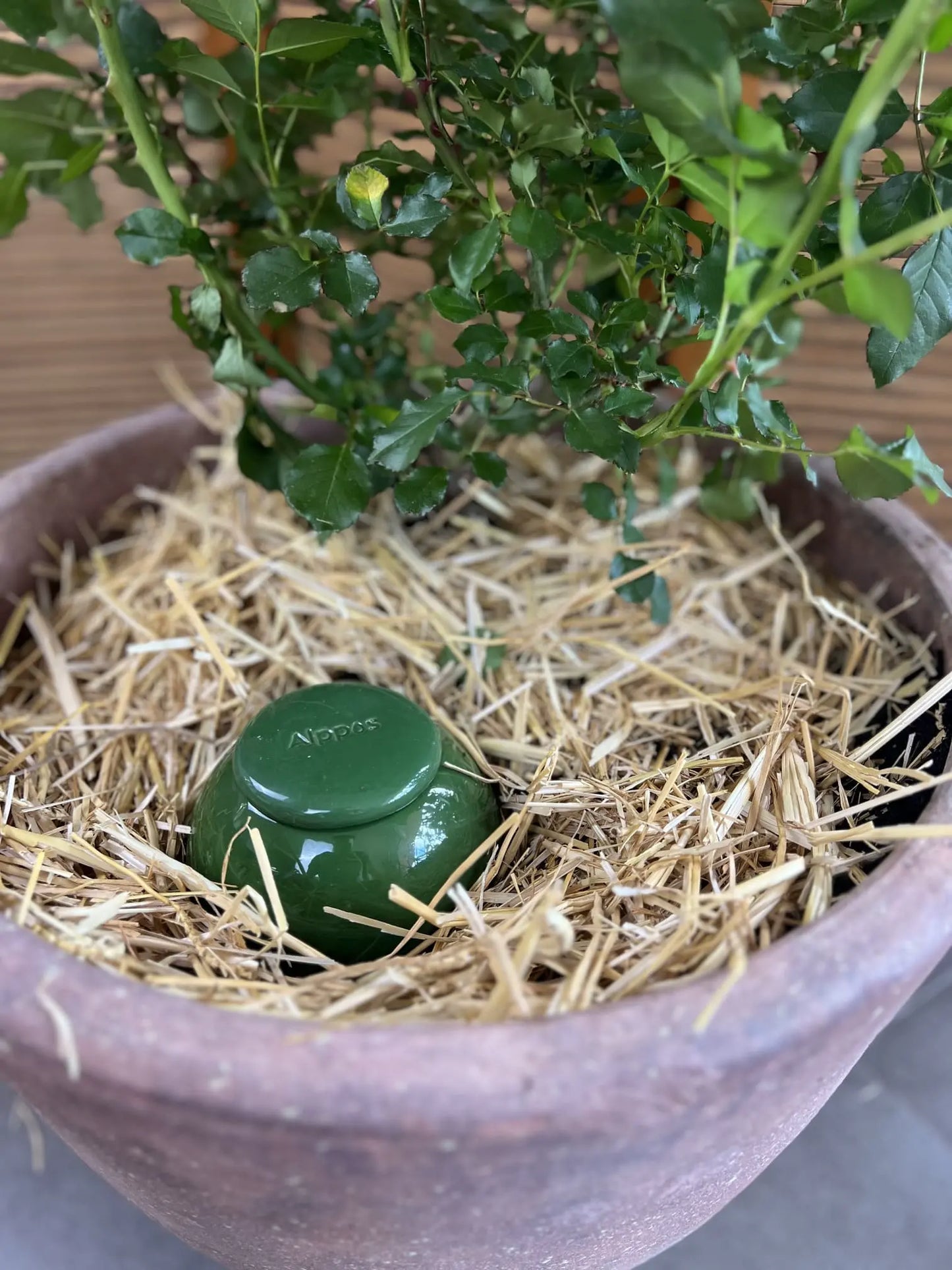 Oya à planter taille M vert de 800 mL