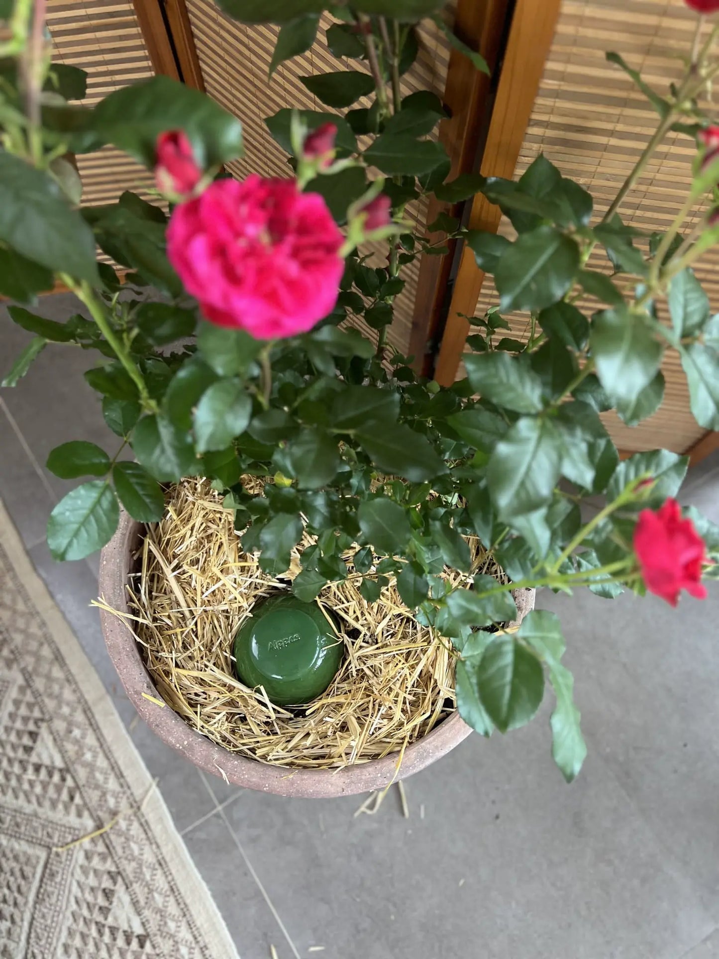 Oya à planter taille M vert de 800 mL