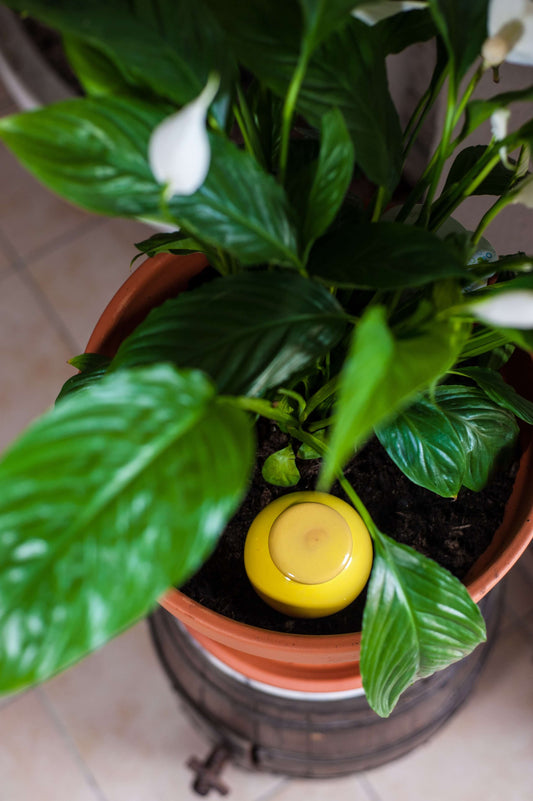 Oyas à planter taille S jaune de 300 ml