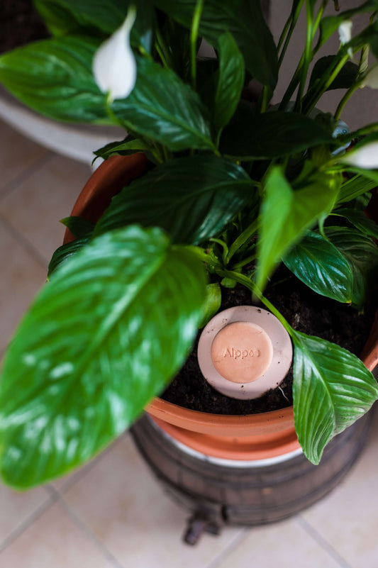 Oyas à enterrer taille S de 50 cl