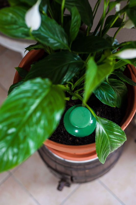 Oyas à enterrer taille S vert de 500 ml