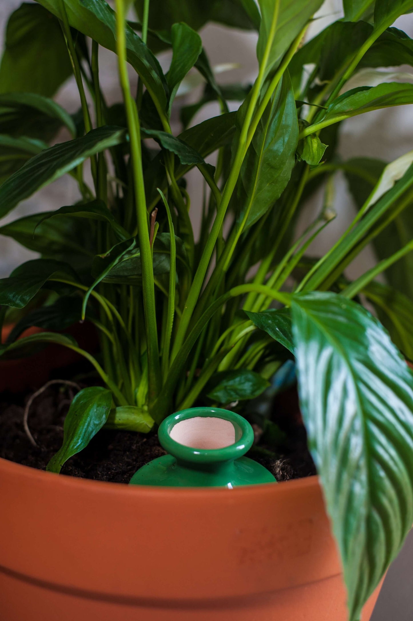 Oyas à enterrer taille S vert de 500 ml