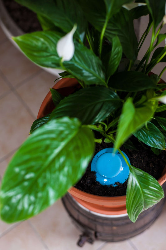 Oyas à enterrer taille S bleu de 500 ml