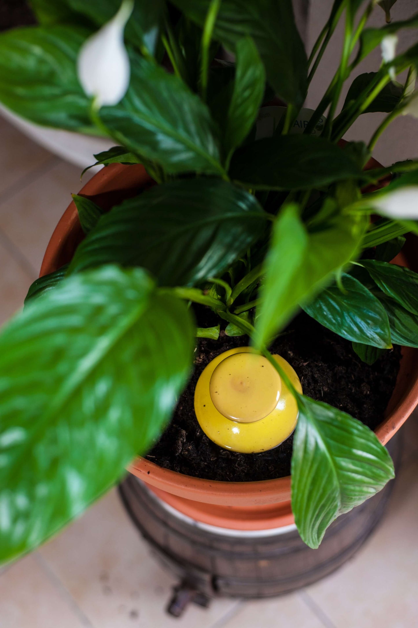 Oyas à enterrer taille S jaune de 500 ml