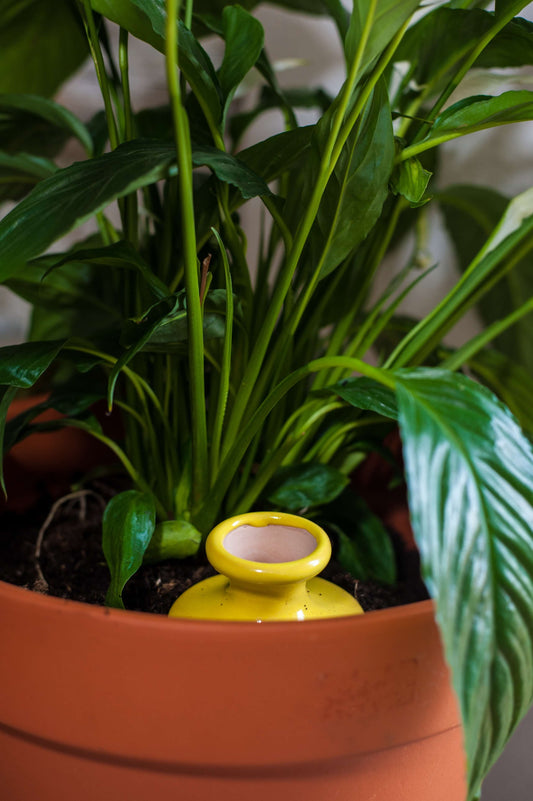 Oyas à enterrer taille S jaune de 500 ml