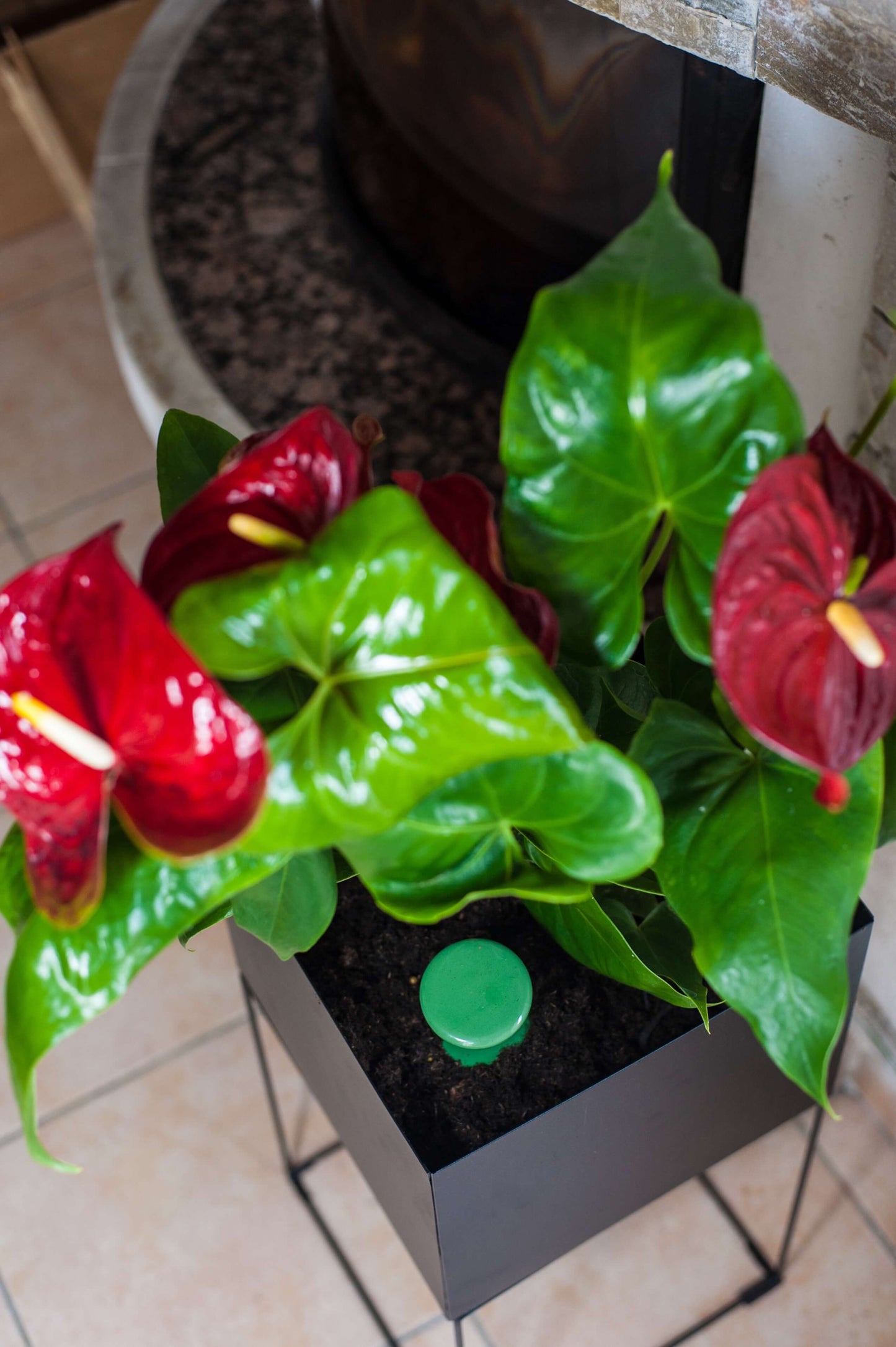 Oyas à enterrer taille S vert de 330 ml