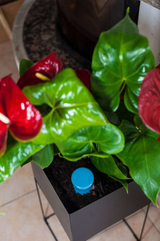 Oyas à enterrer taille S bleu de 330 ml