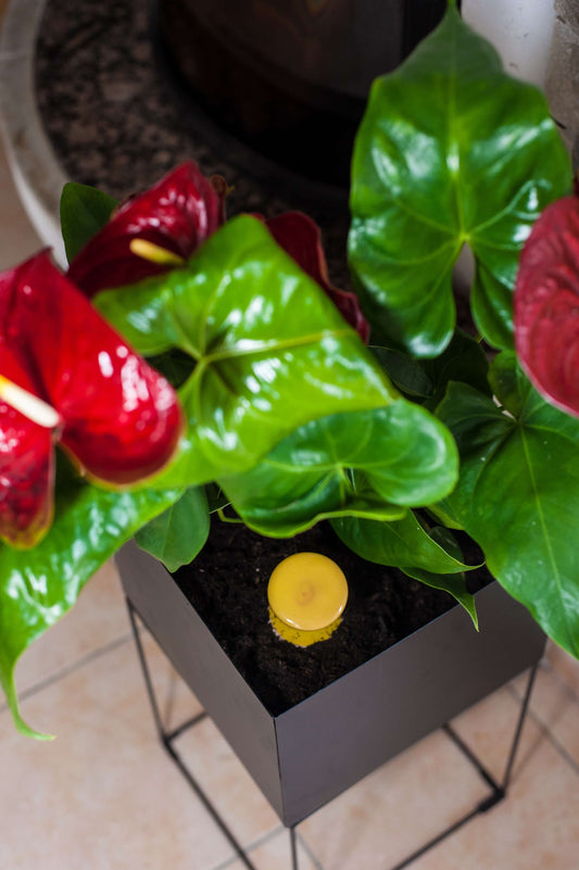 Oyas à enterrer taille S jaune de 330 ml