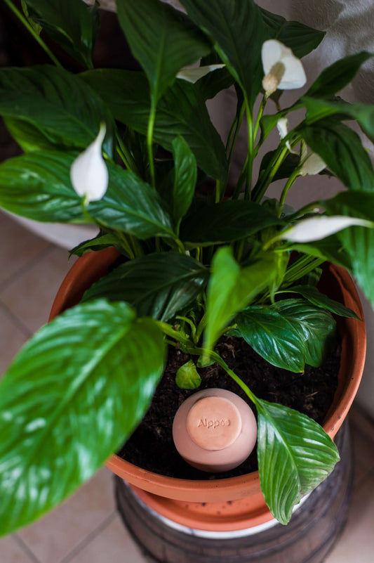 Oyas à planter taille S de 300 ml