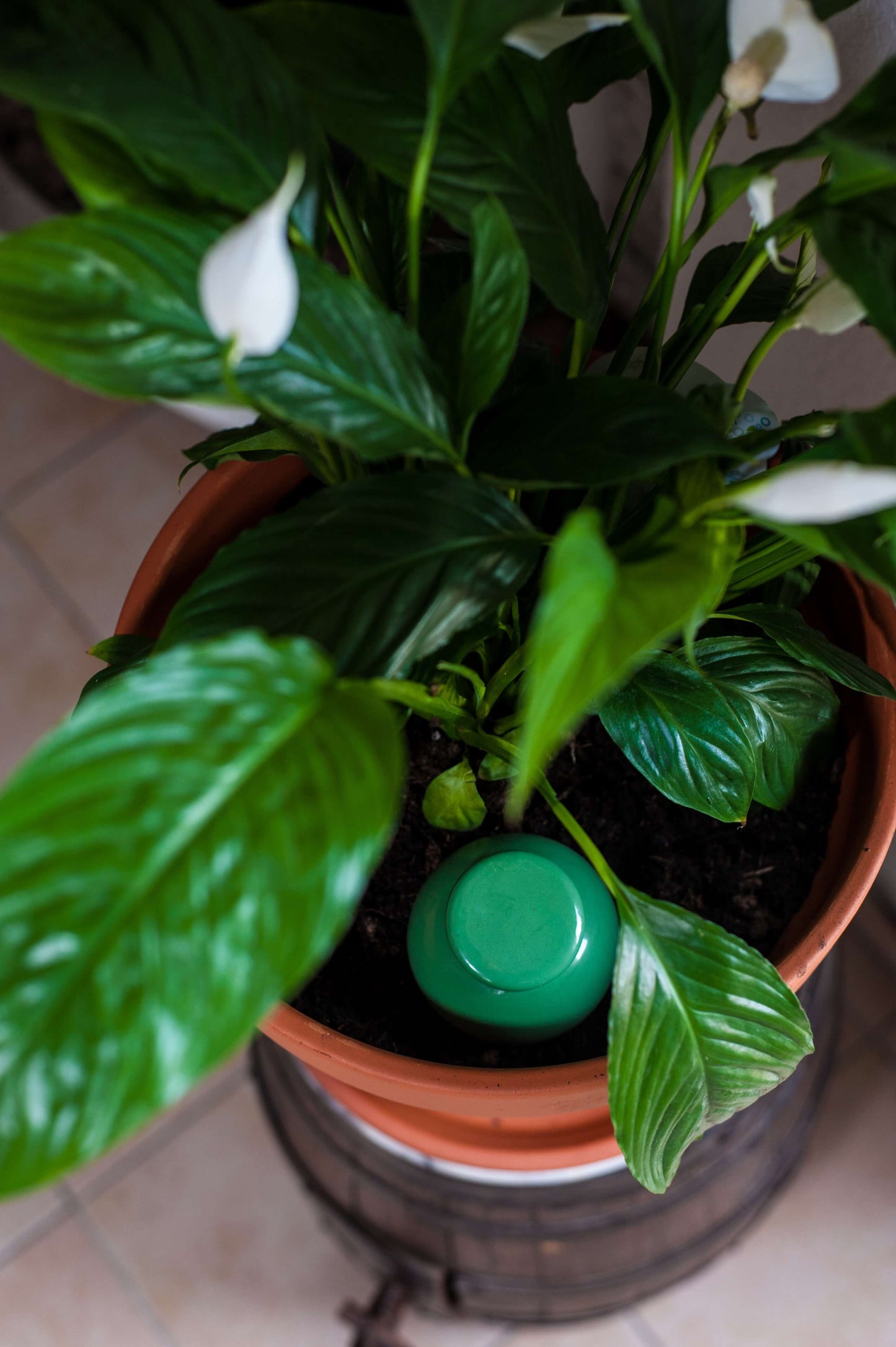 Oyas à planter taille S vert de 300 ml