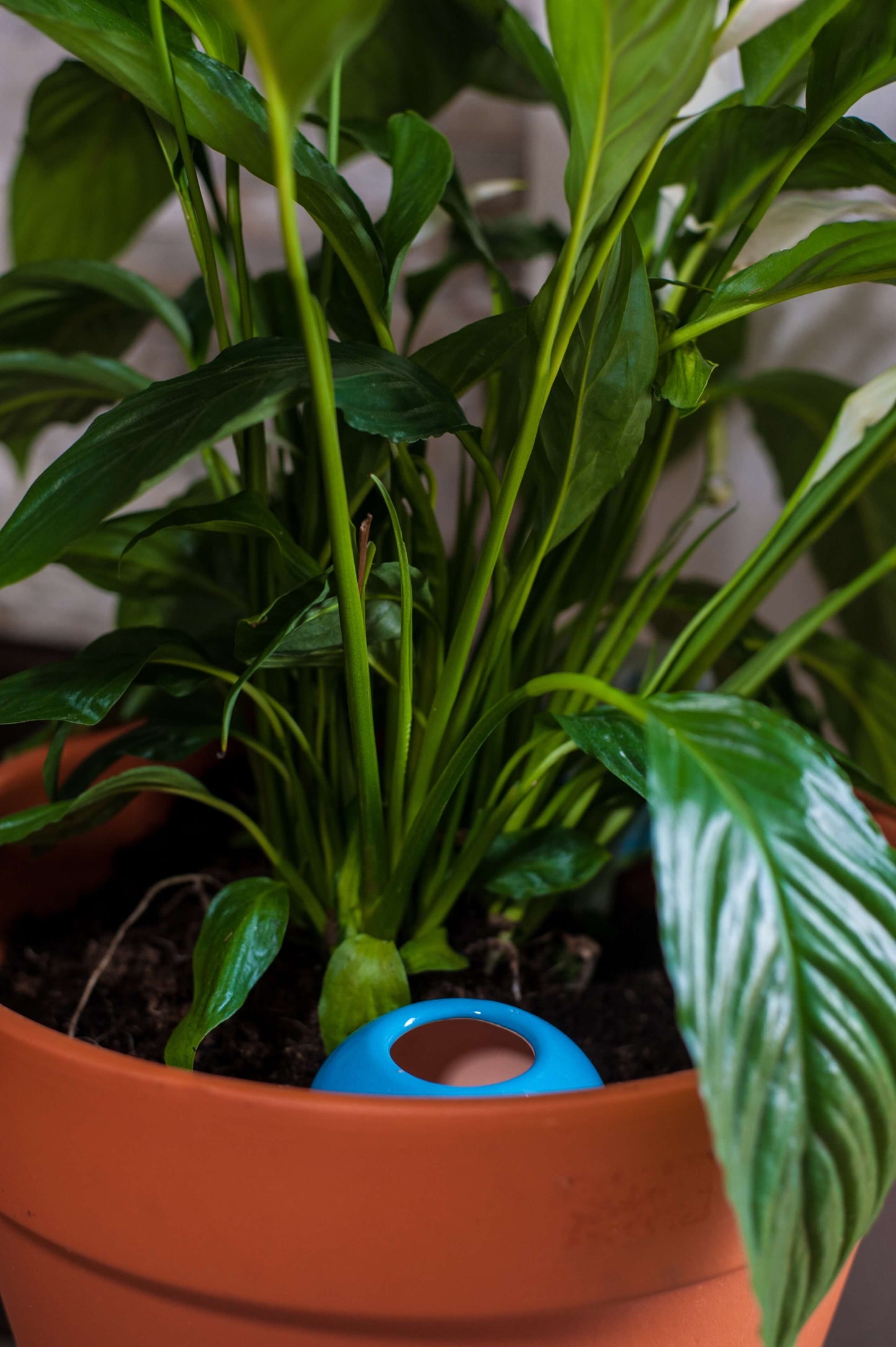 Oyas à planter taille S bleu de 300 ml