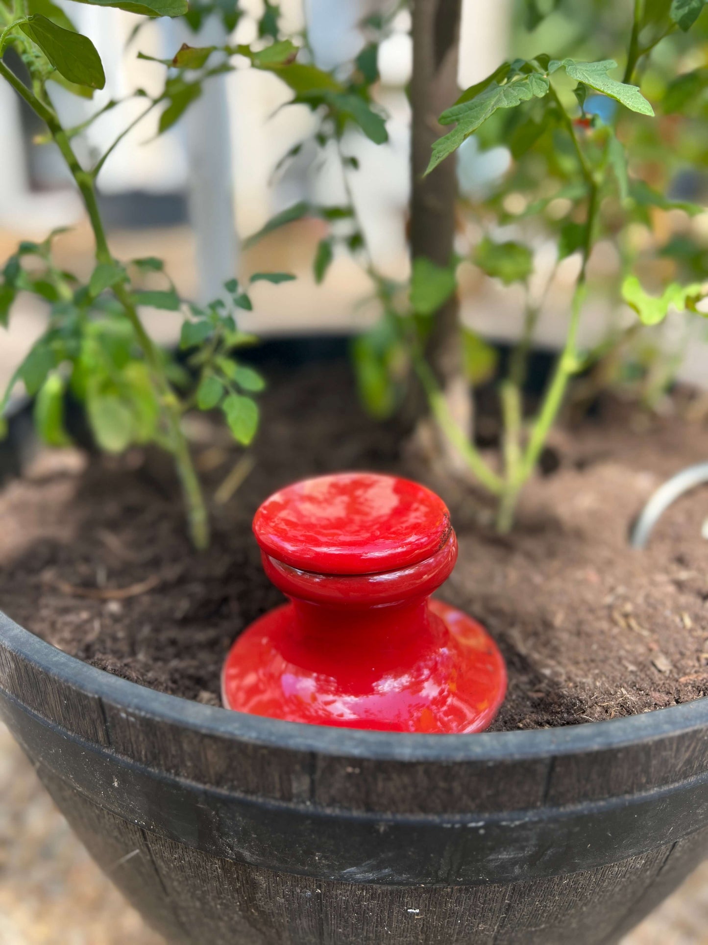 Oya à enterrer 1,2 L émaillée rouge dans un potager, vue de près