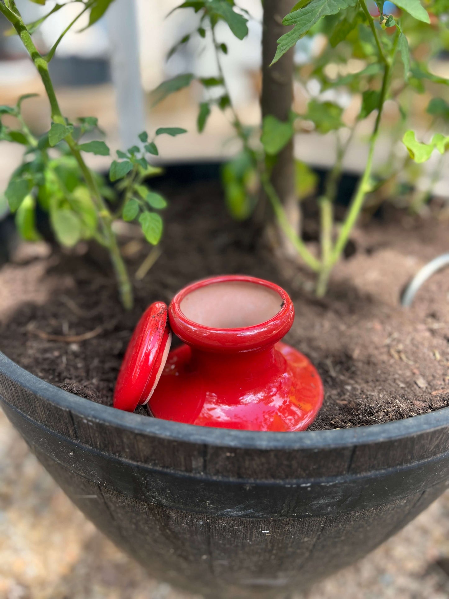 Oyas à enterrer 1,2 L émaillées rouge dans un potager, vue d'ensemble