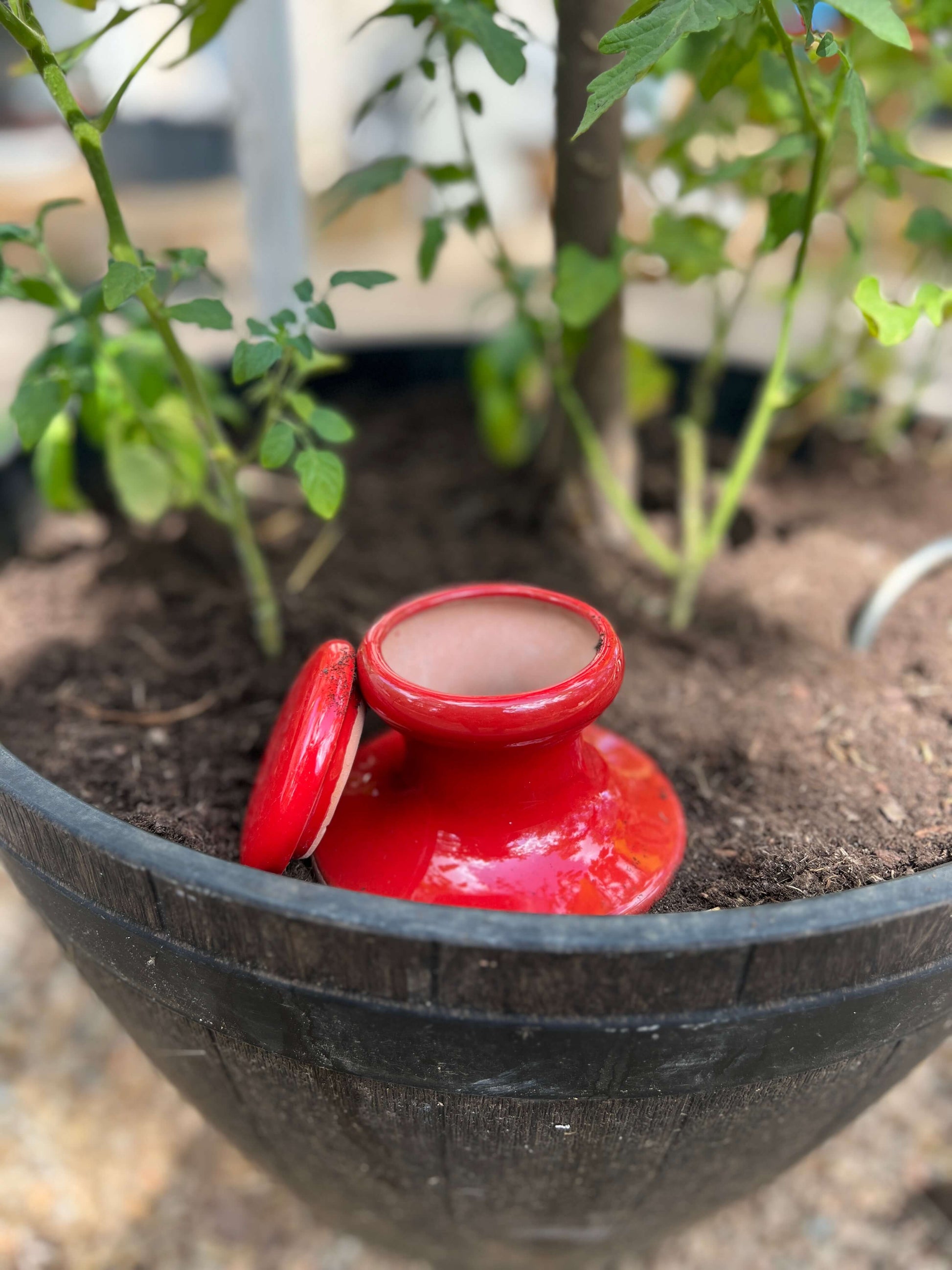 Oyas à enterrer 1,2 L émaillées rouge dans un potager, vue d'ensemble