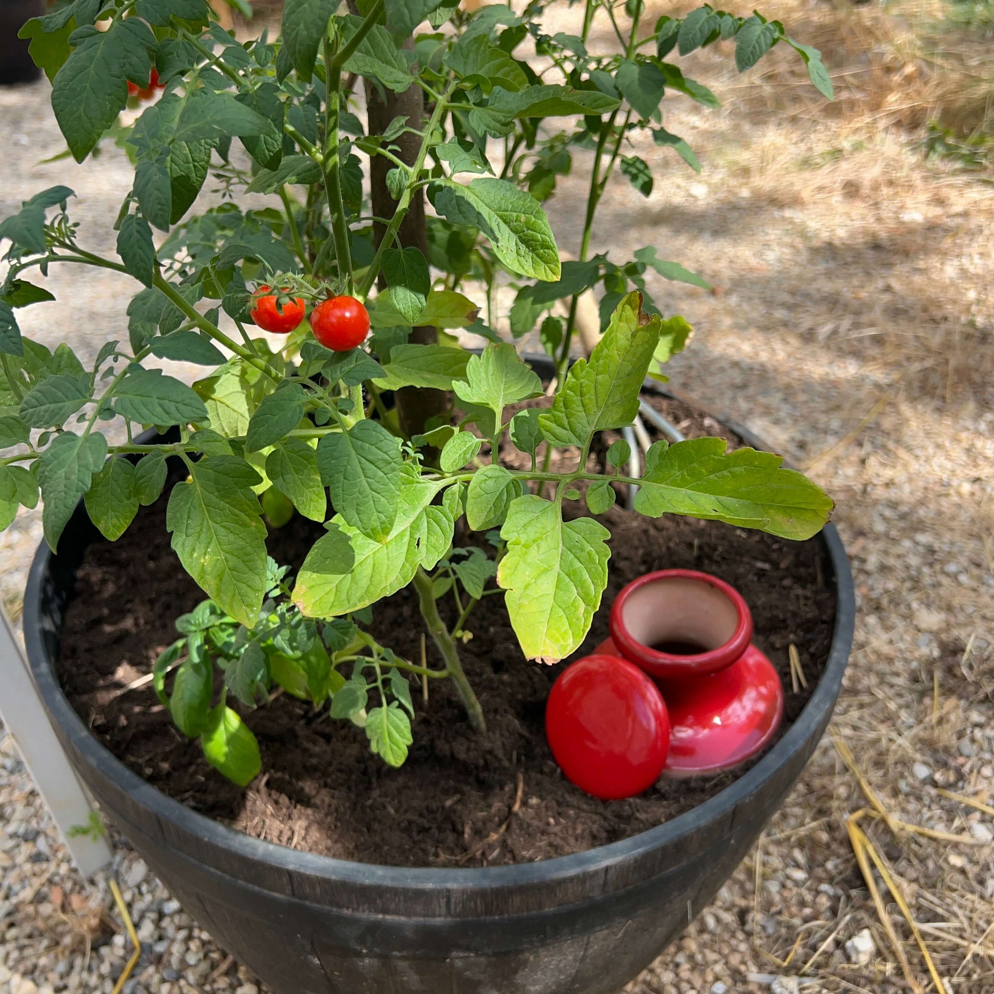 Oyas à enterrer 1,2 L émaillées rouge dans un potager, vue d'ensemble