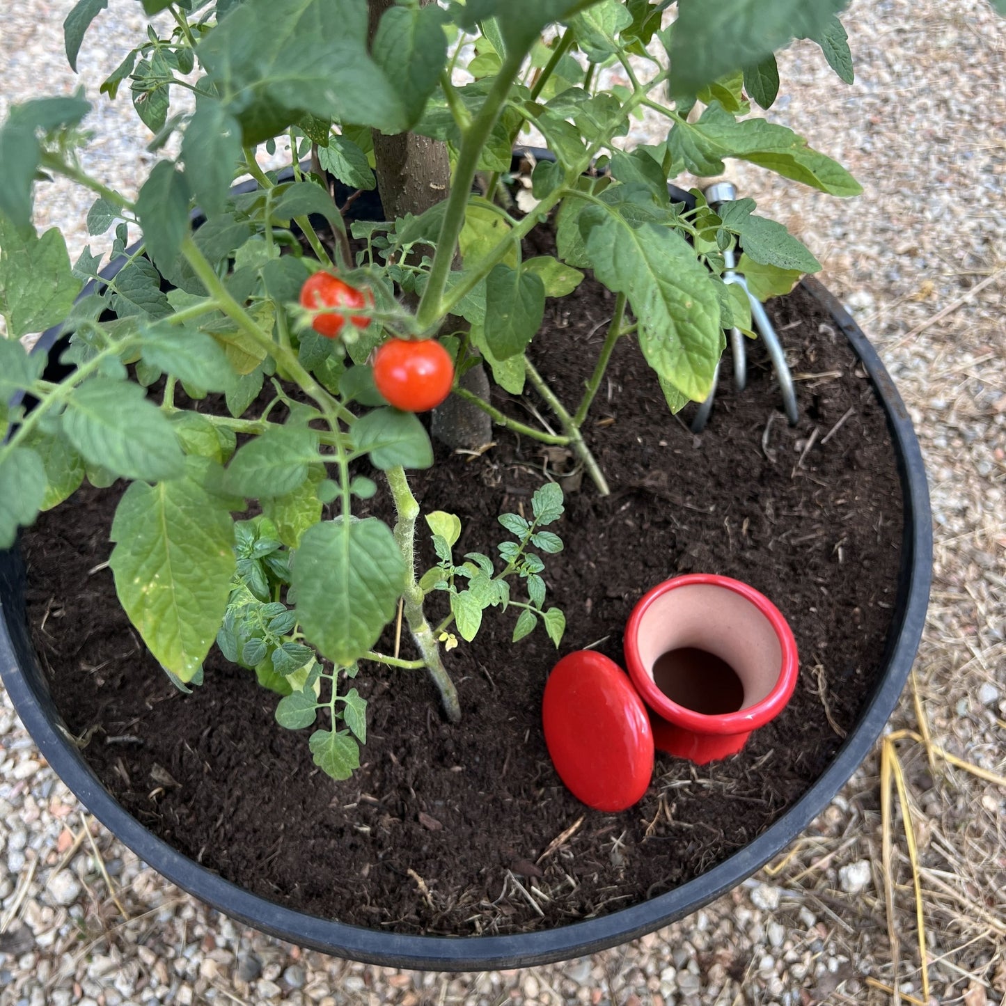 Oya à enterrer 1 L couleur | Arbres fruitiers | Alppos