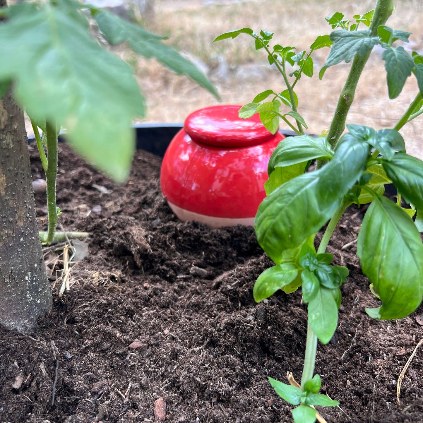 Oya à planter 800 ml couleur | Grandes plantes | Alppos