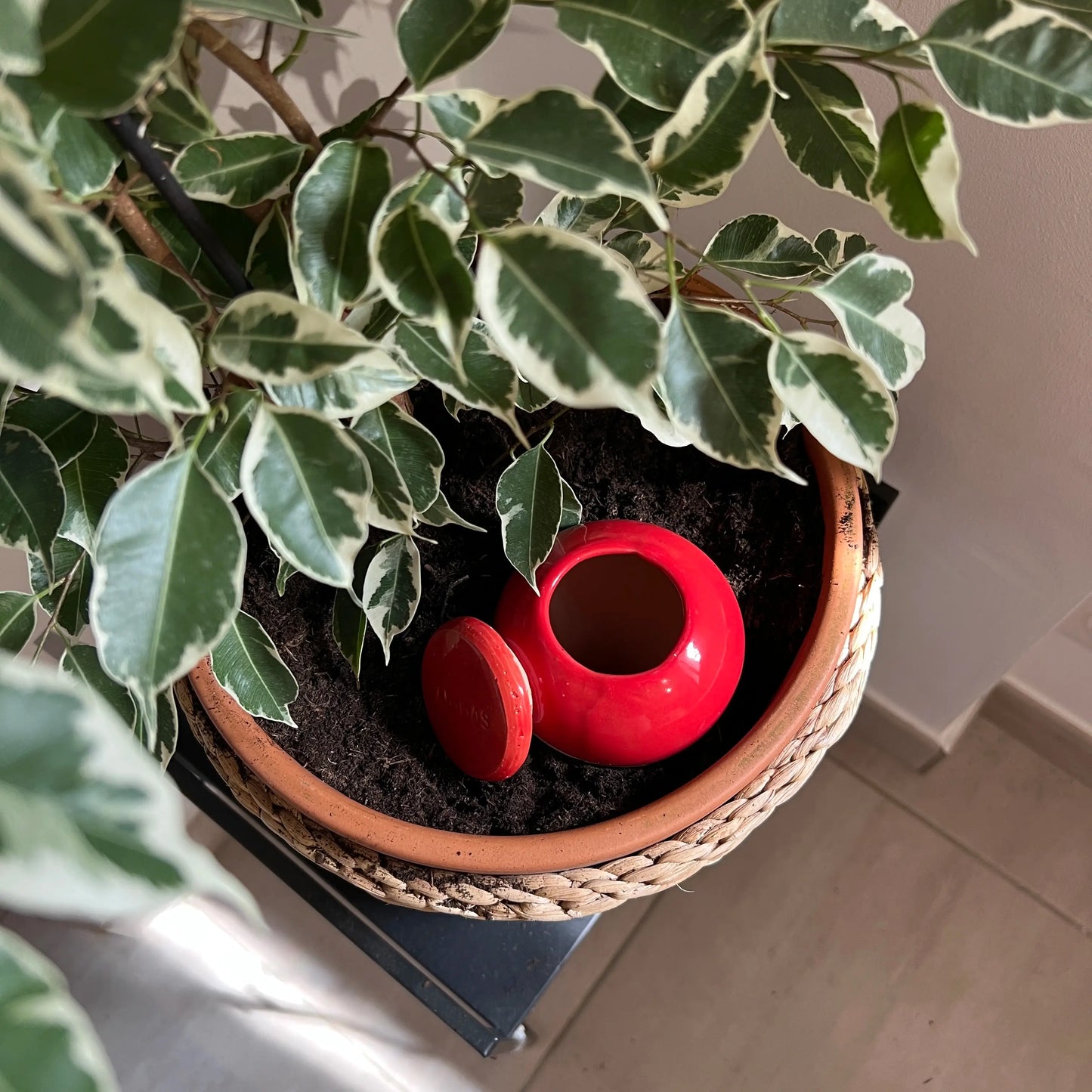Oya à planter 800 ml couleur | Grandes plantes | Alppos
