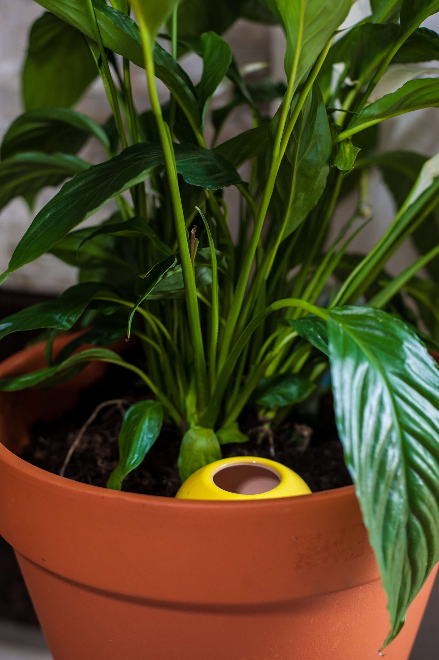 3 Oyas à planter taille S jaune de 300 ml