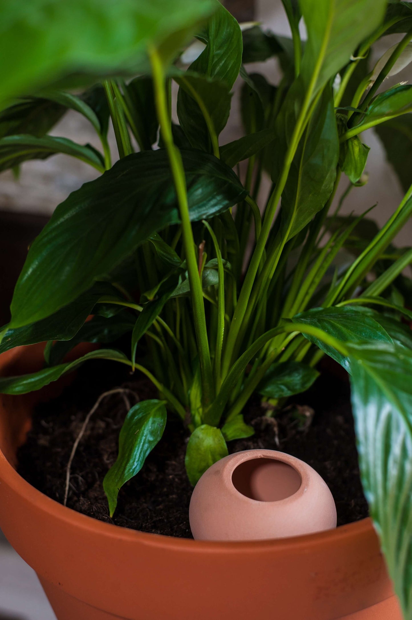 3 Oyas à planter taille S de 300 ml