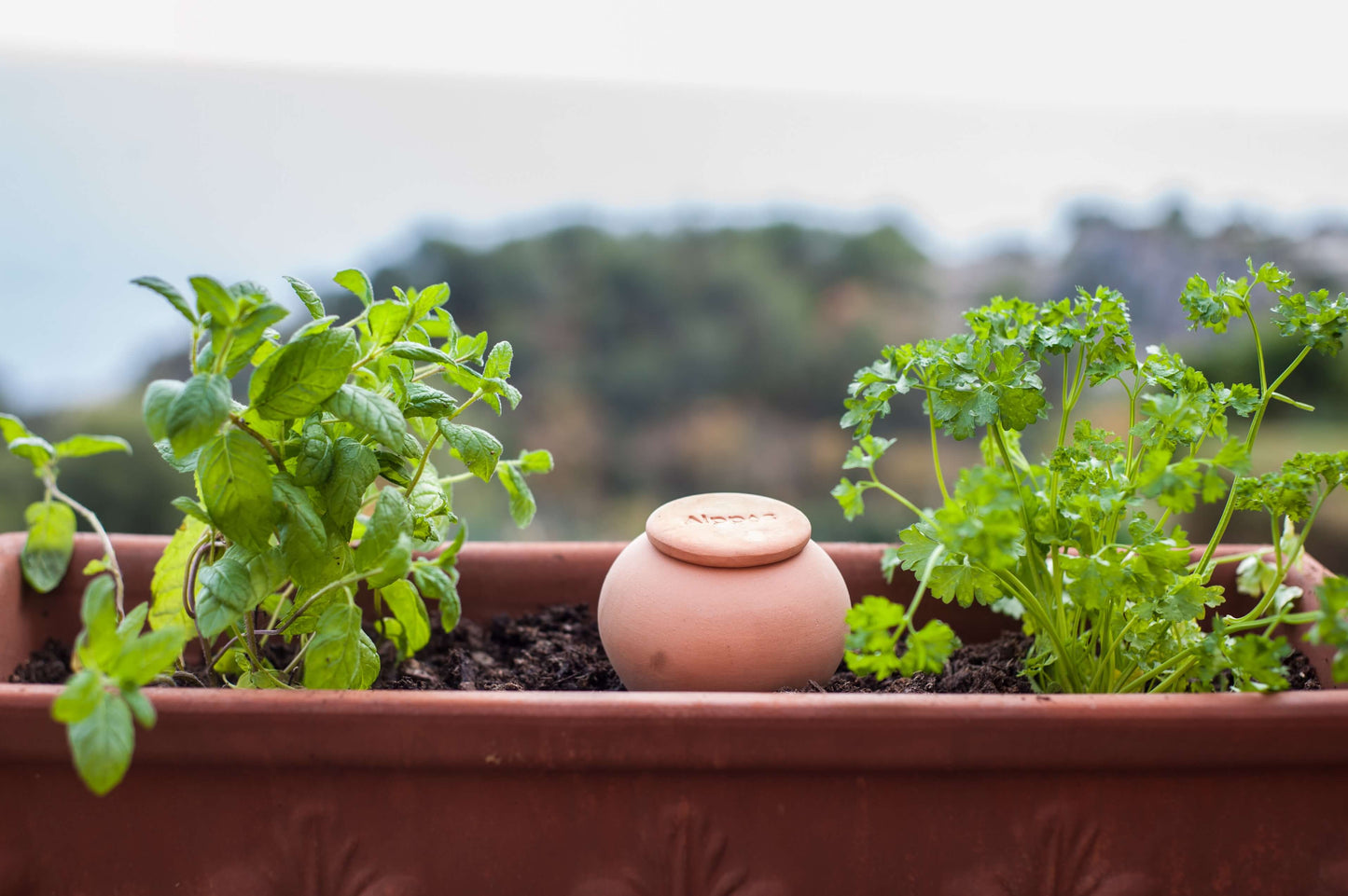 3 Oyas à planter taille S bleu de 300 ml