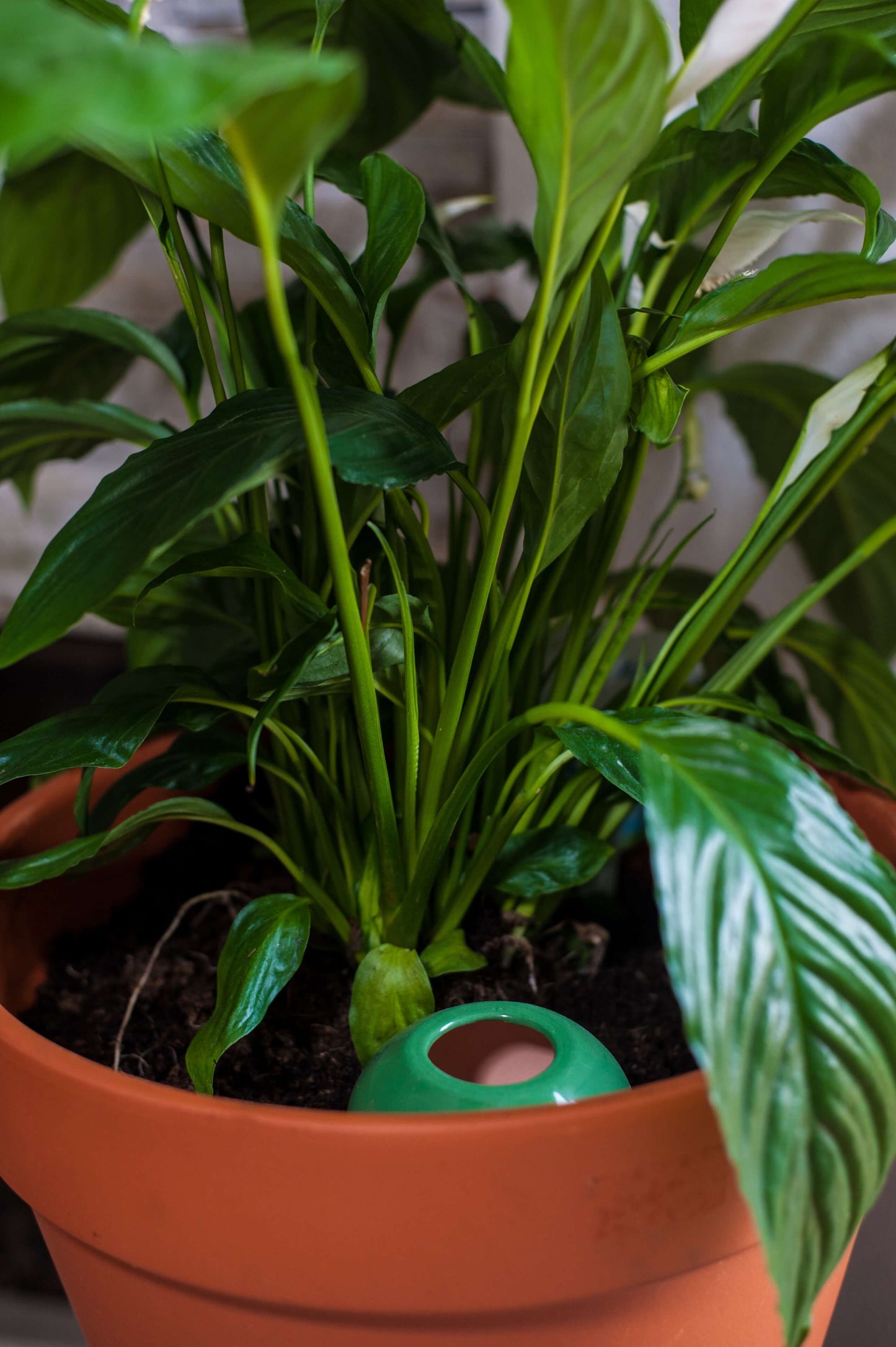 3 Oyas à planter taille S vert de 300 ml