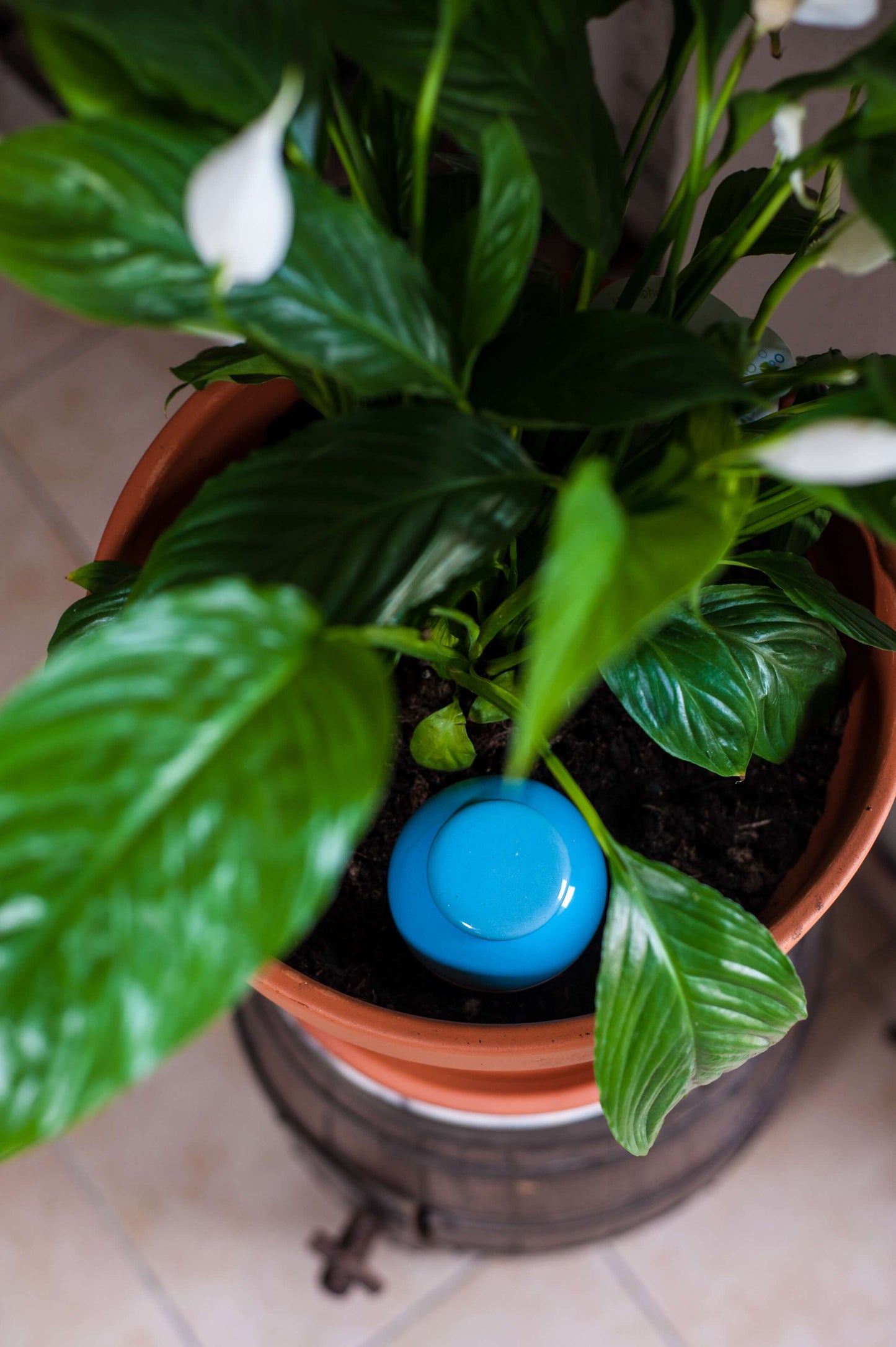 3 Oyas à planter taille S bleu de 300 ml